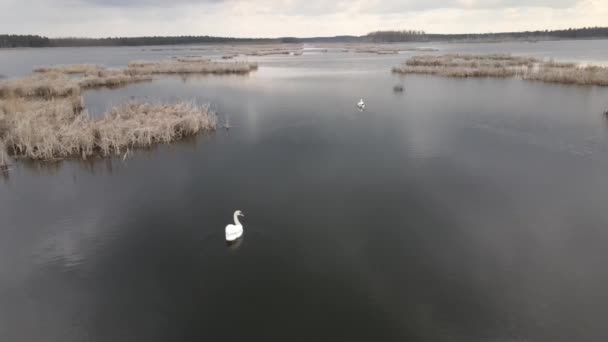 Cigni bianchi nuotano nel lago. Vista aerea da un drone, paesaggio autunnale con vista lago e una coppia sposata di bellissimi cigni bianchi nel loro habitat naturale. — Video Stock