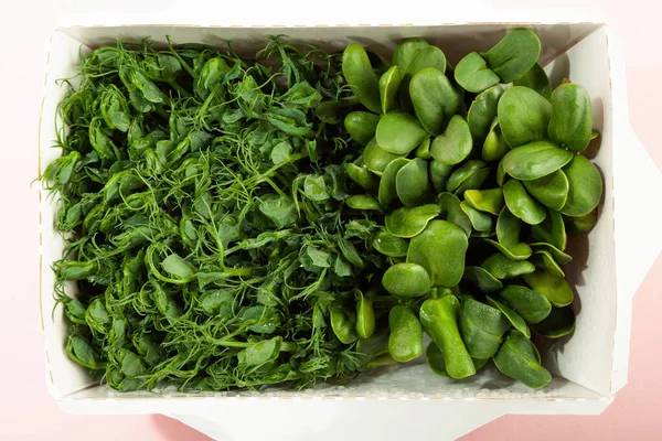 Microgreens brotantes. Germinação de Sementes em casa. Vegan e conceito de alimentação saudável. Sementes de pepita germinadas, micro-verdes. Crescendo brotos. Conceito de vida verde. Alimentos biológicos — Fotografia de Stock