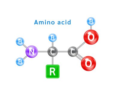 Alfa amino asit sembolünün yapısı. Amino asit yapısal kimyasal formül ve molekül modeli. Protein ve kas liflerinden oluşan yapı taşları. Vektör EPS10 illüstrasyonu.