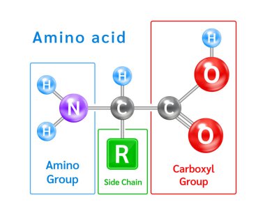 Alfa amino asit sembolünün yapısı. Amino asit yapısal kimyasal formül ve molekül modeli. Protein ve kas liflerinden oluşan yapı taşları. Vektör EPS10 illüstrasyonu.