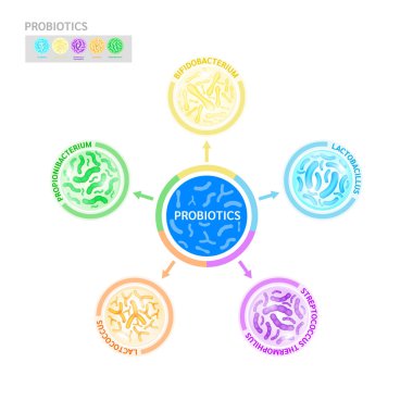 Probiyotikler süt ve yoğurdun içinde laktik asit bakterisi. Bifidobakteryum, laktobacillus, streptokok termophilus, laktokok, propionibacterium. Sindirim sağlığı konsepti. Vektör EPS10.