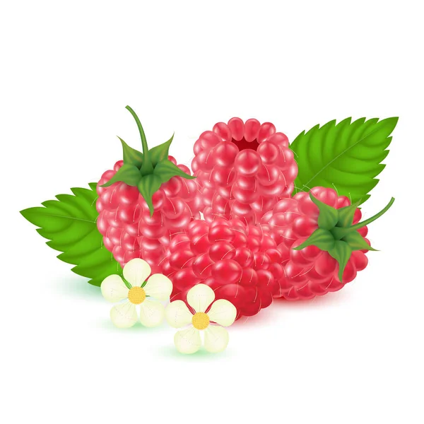 覆盆子甜果在白色的背景上被分离出来 现实的3D矢量说明 — 图库矢量图片