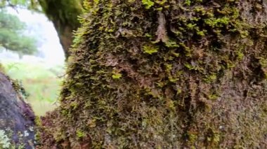 Fanal Ormanı 'na yürüyorum.