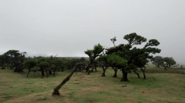 Fantal Ormanı Madeira Adası 'ndaki ağaç