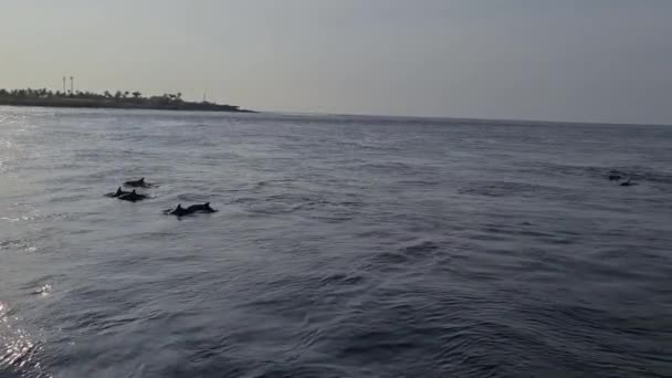 Delfine Auf Den Malediven Vom Boot Aus — Stockvideo