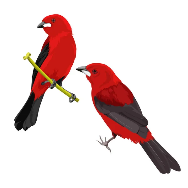 Dva Brazilské Tanagerské Ptáky Vektory — Stockový vektor