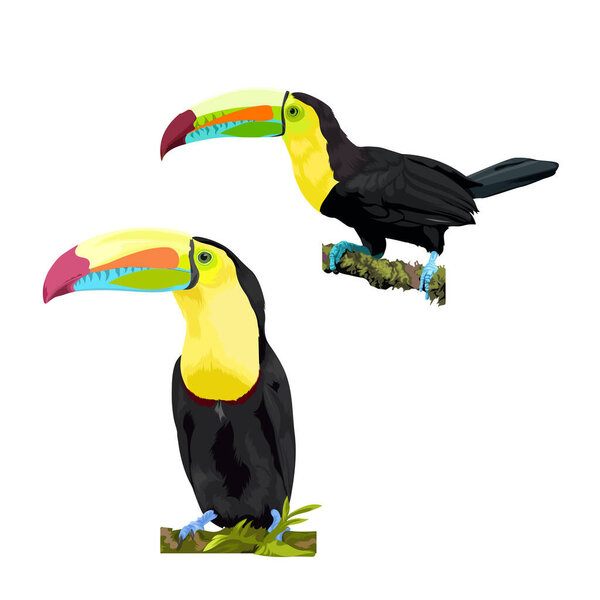 Two Keel-billed Toucan bird vector