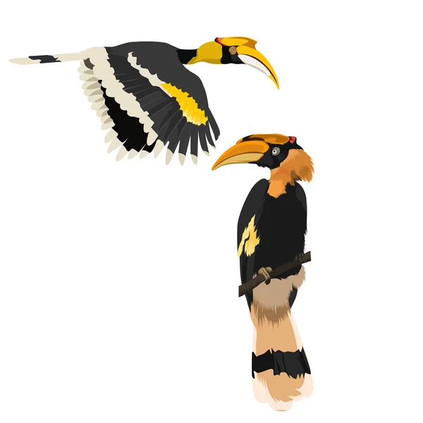 2つの偉大なホーンビル鳥のベクトル — ストックベクタ