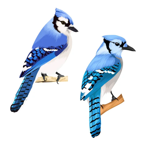 Two Blue Jay Bird Vector — Stock Vector