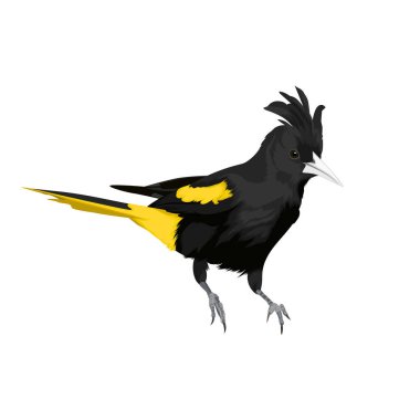 Yellow-winged Cacique bird vector clipart