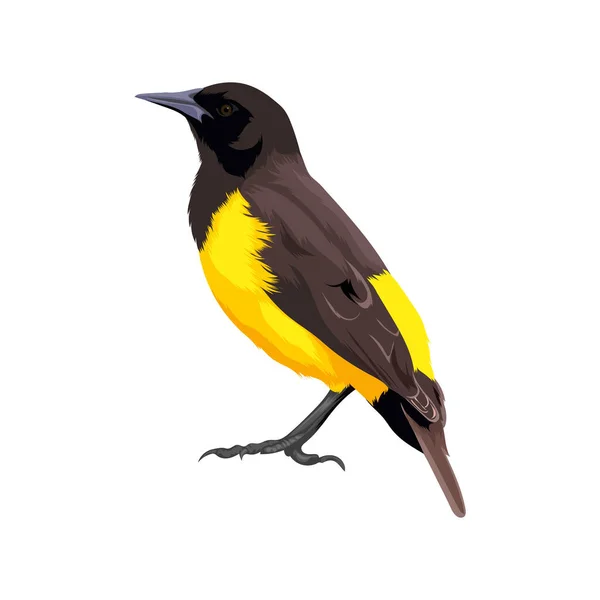 Vector Pájaro Marshbird Cola Amarilla — Archivo Imágenes Vectoriales