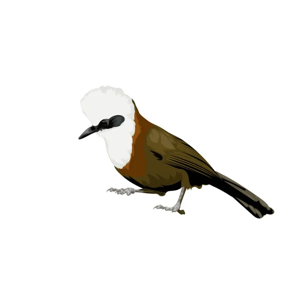 Vetor Pássaro Crista Branca Laughingthrush — Vetor de Stock