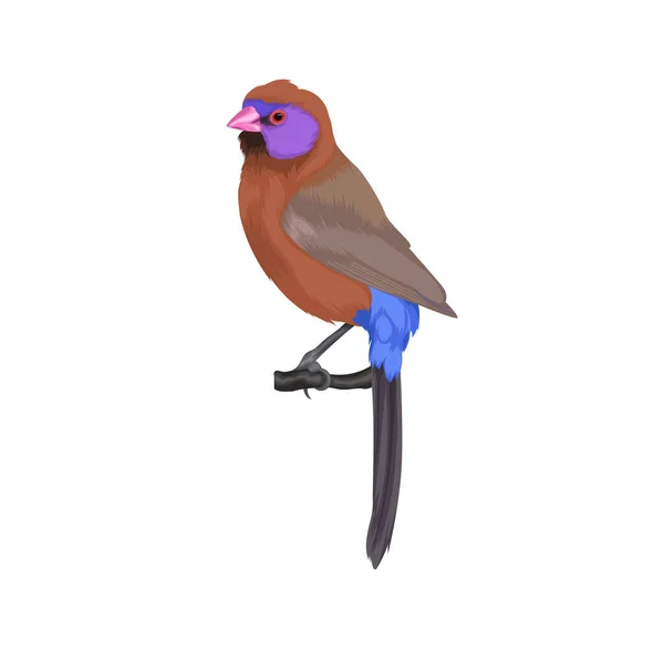 Векторна Пташка Фіолетовим Вухом — стоковий вектор