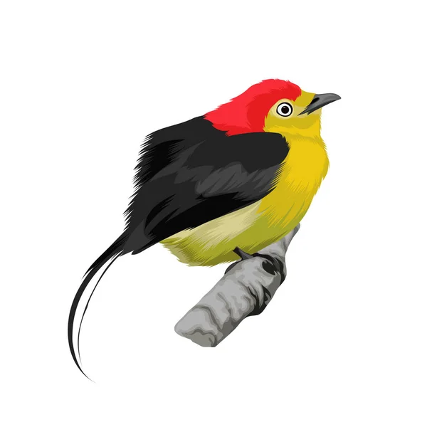 Filo Vettore Manakin Uccello Coda — Vettoriale Stock
