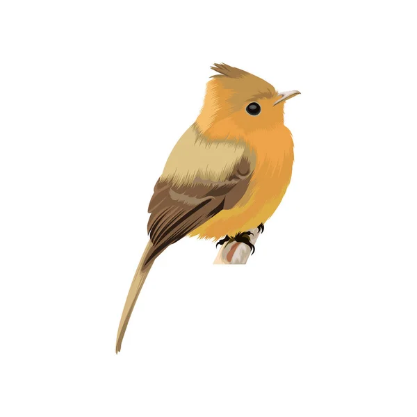 Vetor Pássaro Kingfisher Bico Amarelo —  Vetores de Stock
