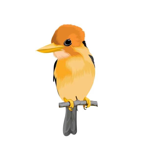 Vector Aves Kingfisher Pico Amarillo — Vector de stock