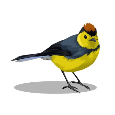 Asian Fairy Bluebird bird vector illustration clipart