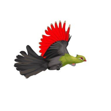 Knysna Turaco bird vector clipart