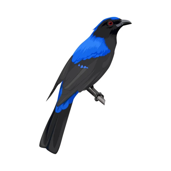 Asiatique Fée Bluebird Vecteur — Image vectorielle