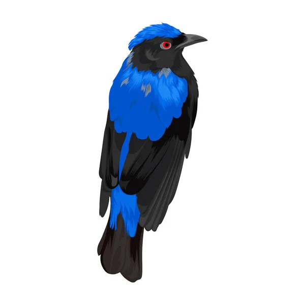 Asian Fairy Bluebird Vector Illustration — стоковий вектор