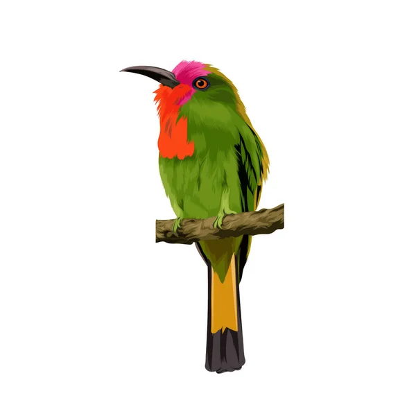 Illustration Vectorielle Oiseau Mangeur Abeilles Barbu — Image vectorielle