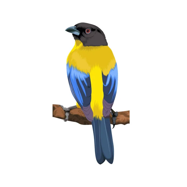 Illustration Vectorielle Oiseau Bleu Fée Asiatique — Image vectorielle