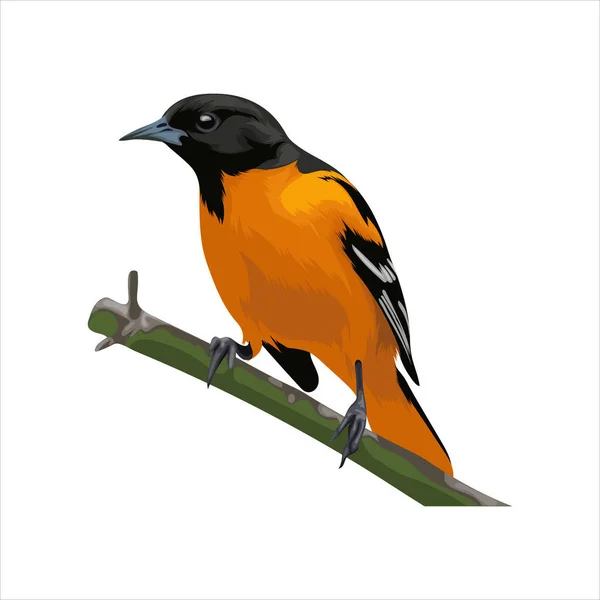 Asiatico Fata Bluebird Uccello Vettore Illustrazione — Vettoriale Stock