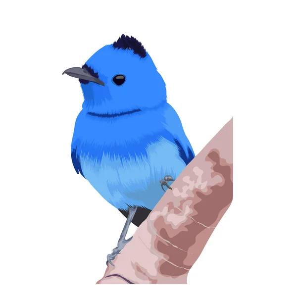 Schwarznapf Monarch Vogelvektorillustration — Stockvektor