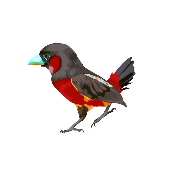 Illustrazione Vettoriale Uccello Broadbill Nero Rosso — Vettoriale Stock