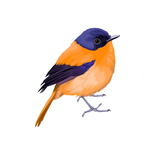 Asiatico Fata Bluebird Uccello Vettore Illustrazione — Vettoriale Stock