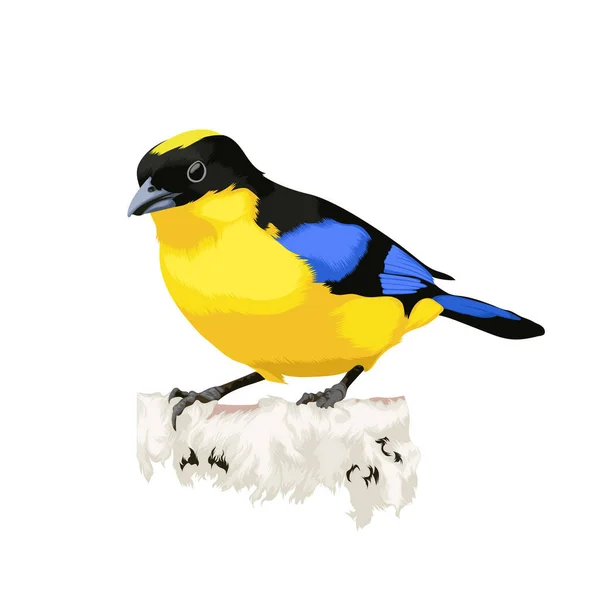 Asiático Fada Bluebird Pássaro Vetor Ilustração —  Vetores de Stock