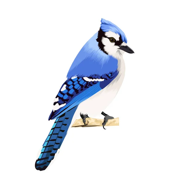 Illustration Vectorielle Oiseau Bluejay — Image vectorielle