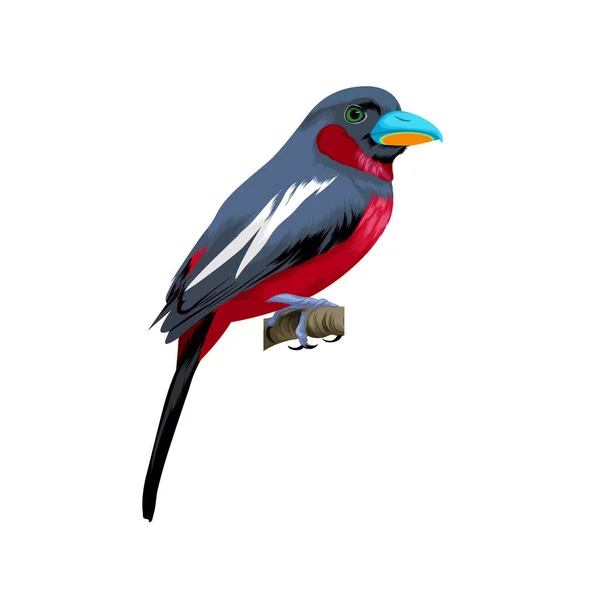 Asijské Víla Bluebird Pták Vektorové Ilustrace — Stockový vektor