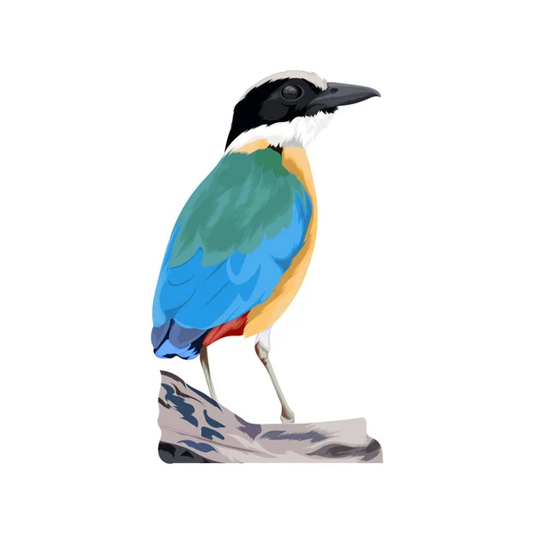 Ilustración Del Vector Aves Pitta Alas Azules — Archivo Imágenes Vectoriales