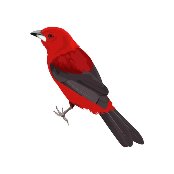Brasilianischer Tanager Vogelvektor — Stockvektor