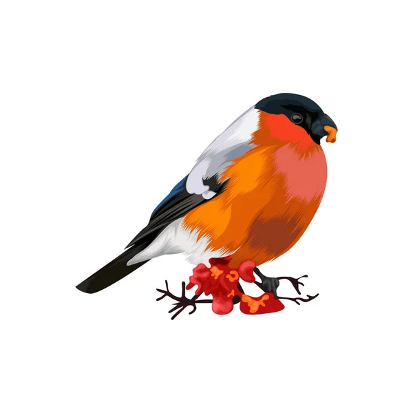 Bullfinch Uccello Vettoriale Illustrazione — Vettoriale Stock