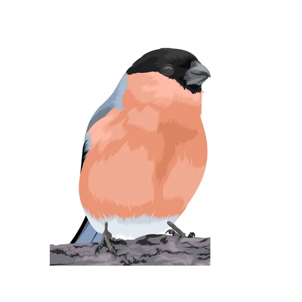 红腹灰雀鸟矢量图 — 图库矢量图片