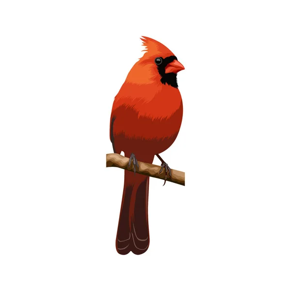 Kardinal Fågel Vektor Illustration — Stock vektor