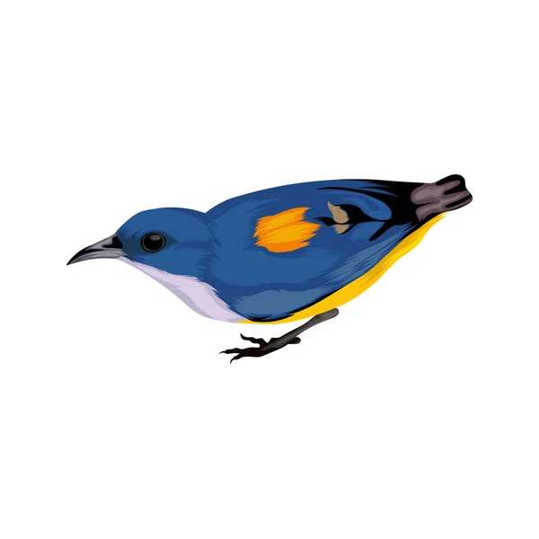 Vector Pájaro Pájaro Vientre Anaranjado — Archivo Imágenes Vectoriales