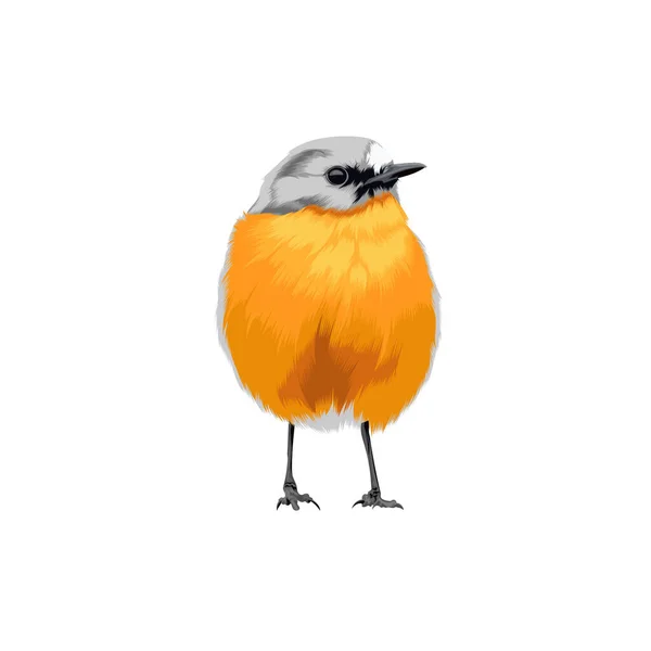 Llama Robin Pájaro Vector Ilustración — Archivo Imágenes Vectoriales
