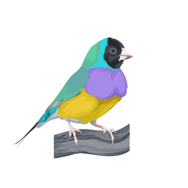 Gouldian Finch Ptačí Vektorová Ilustrace — Stockový vektor