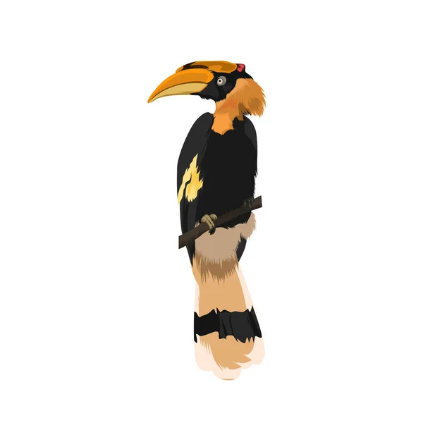 Μεγάλη Hornbill Απεικόνιση Διάνυσμα Πουλιών — Διανυσματικό Αρχείο