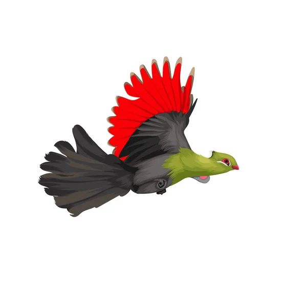 Knysna Turaco Vector Aves — Archivo Imágenes Vectoriales