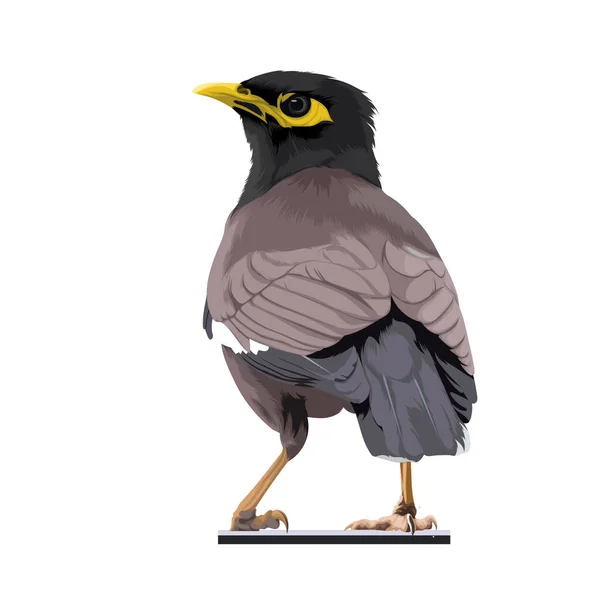 Myna Uccello Vettore Illustrazione — Vettoriale Stock