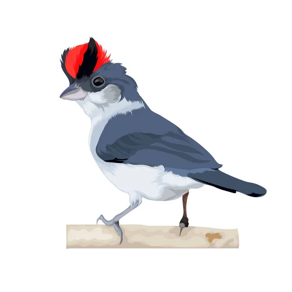 Vettore Pileated Finch Uccello — Vettoriale Stock