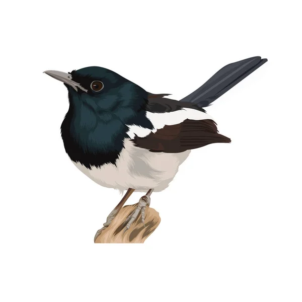 Ασιατική Νεράιδα Bluebird Διανυσματική Απεικόνιση — Διανυσματικό Αρχείο