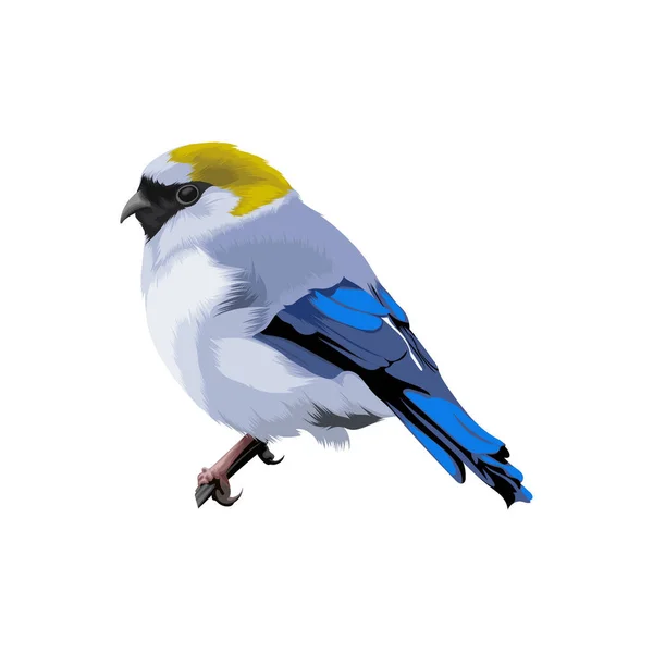 Tête Rouge Bullfinch Bird — Image vectorielle