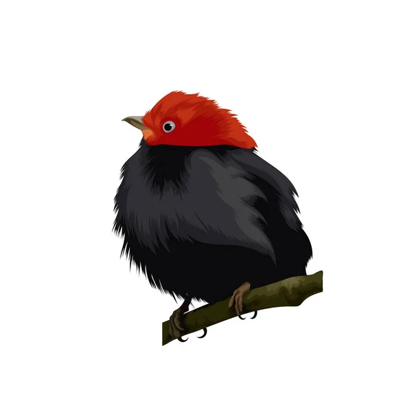 Vecteur Oiseaux Manakin Tête Rouge — Image vectorielle