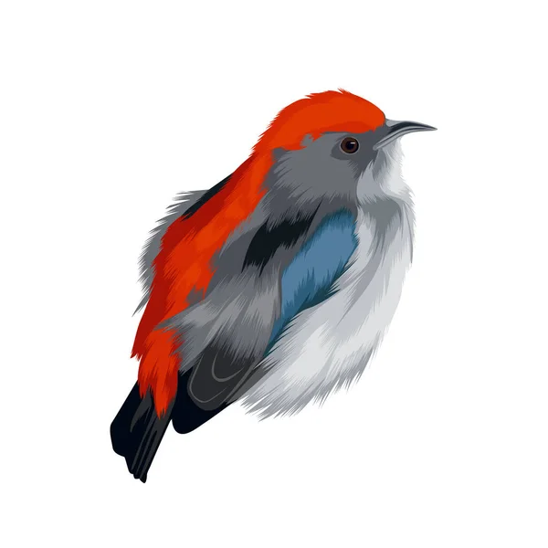 Rosenkehlchen Vogelvektor — Stockvektor