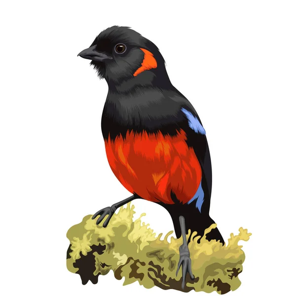 Scarlet Bellied Mountain Tanager — Stockový vektor